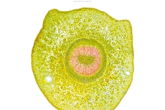 kalender_2027_micro_cmyk.indd