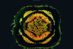 kalender_2027_micro_cmyk.indd