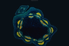 kalender_2027_micro_cmyk.indd