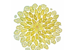 2026_micro_00