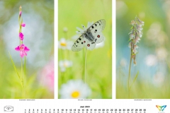kalender_2021_07
